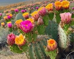 A close-up view of a vibrant pink flower blooming beautifully on the green pad of a prickly pear cactus under bright daylight.