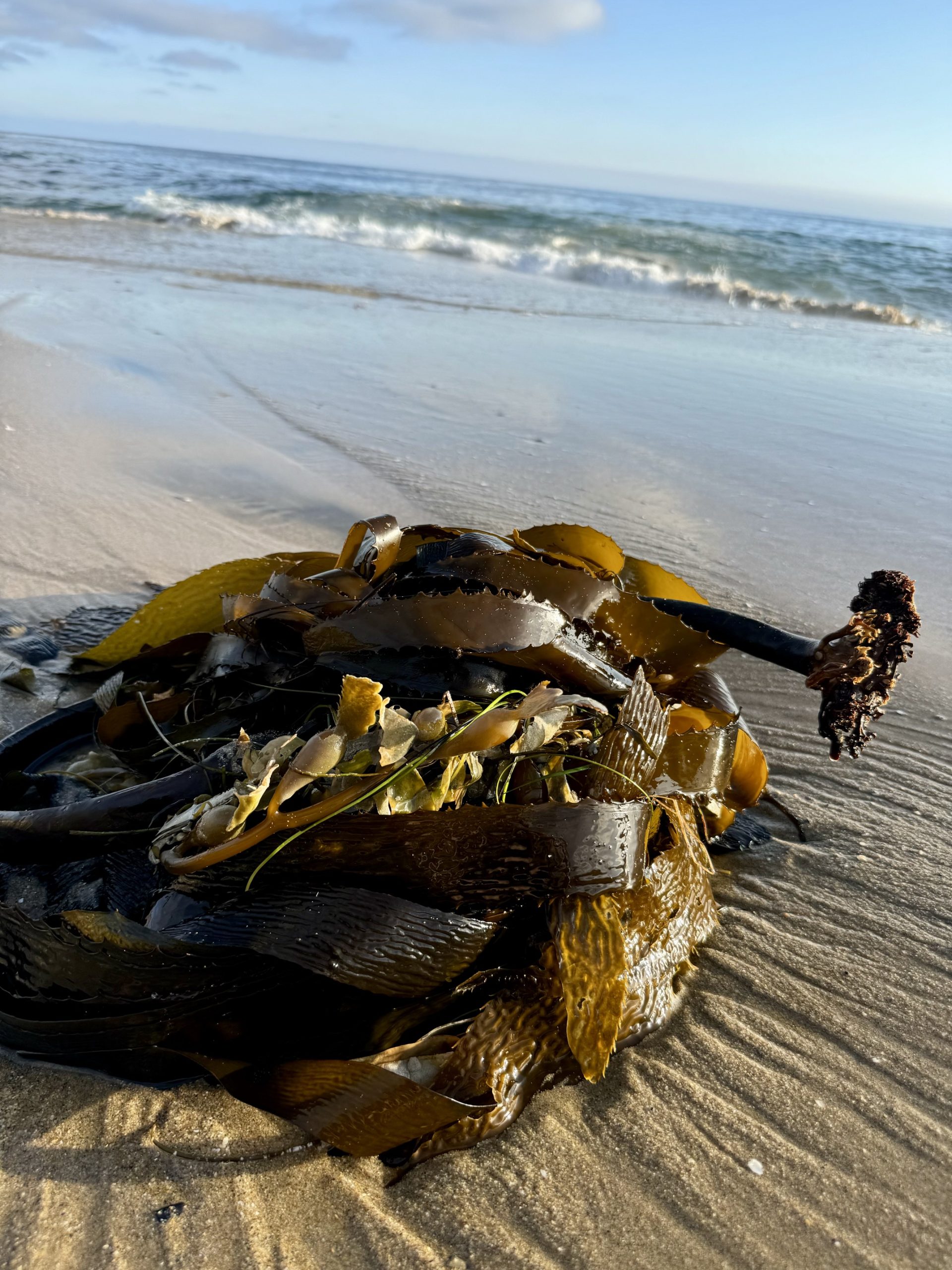 A close-up, low-angle shot of a single tangled clump of shiny brown giant kelp resting on the wet, rippled sand of Laguna Beach. In the background, gentle ocean waves roll onto the shore under a clear blue sky.